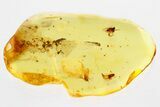 Detailed Fossil Rove Beetle and Two Moth Flies Baltic Amber #335678-1